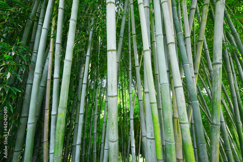Fototapeta Naklejka Na Ścianę i Meble -  bamboo tree