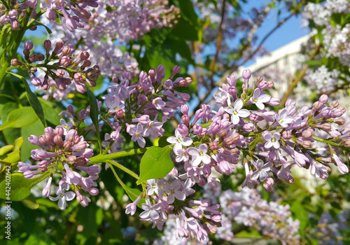 Beautiful bright spring flowers of blooming lilac bush photo