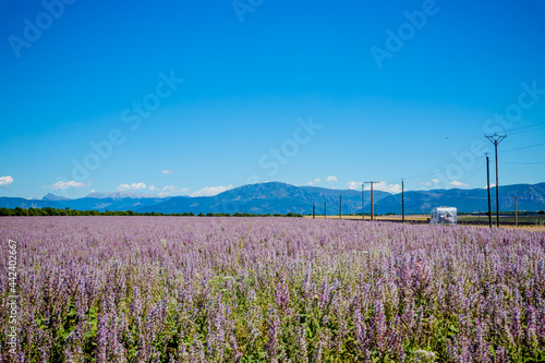 Champ de Sauge sclarée sur le plateau de Valensole