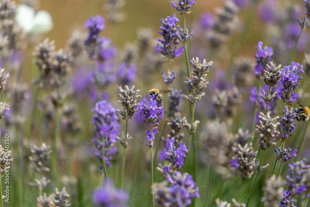 lavender blossom in the garden lavender blossom in the garden