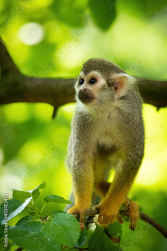 Guianan squirrel monkey (Saimiri sciureus), with a beautiful green background. Colourful monkey with white hair sitting on the tree in the jungle. Wildlife scene from nature, Brazil © Simon Vasut