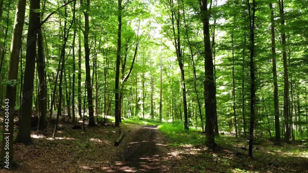 Tracking shot in the beech forest 4k video. Recording of an ecological forest zone with the drone. Tracking shot in the beech forest 4k video. Recording of an ecological forest zone with the drone.