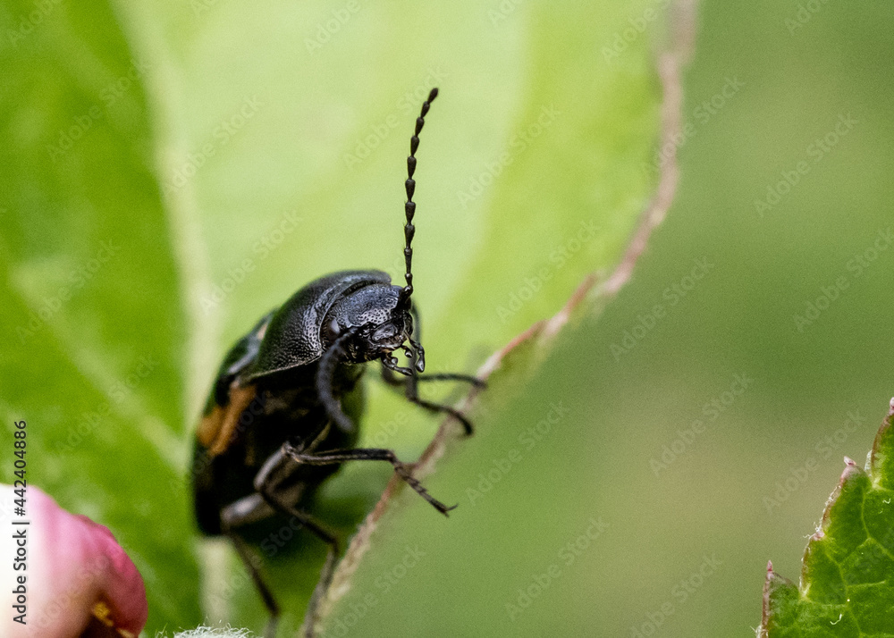 bug on a leaf bug on a leaf