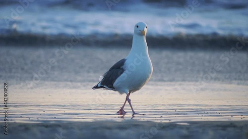 One seagull looks for a food in water in slow motion 180fps