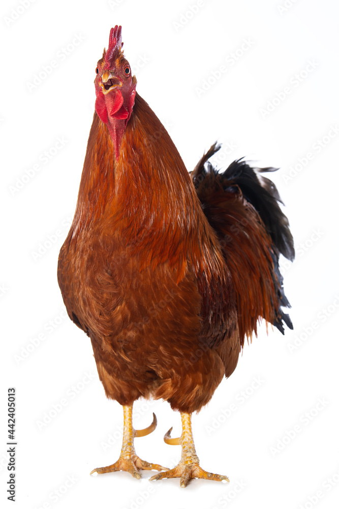Fototapeta premium New hampshire cock on white background