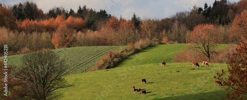 Rural fall landscape with Friesian cattle and green hills.	
 photo