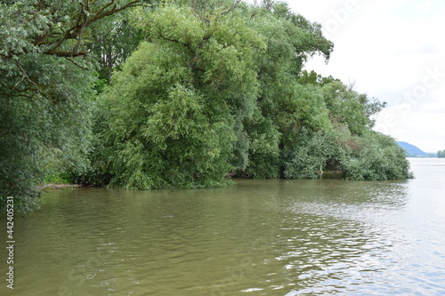 Bäume in den Fluten des Rheins photo