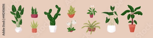 Set of green potted houseplants. Indoor flowers, foliage plants, cactus and succulents in flowerpots and planters for home and office garden decoration. Isolated colored flat vector illustration.