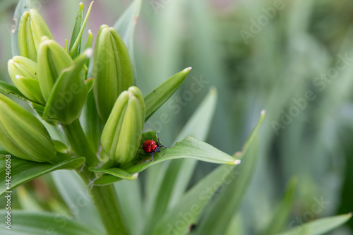 Firefighter beetles on a sunny day on lilac