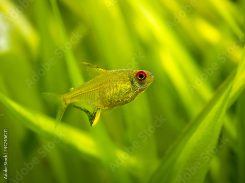 lemon tetra (Hyphessobrycon pulchripinnis ) isolated in a fish tank with blurred background photo