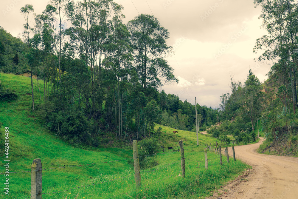 camino bosque arboles llanura pasto colina andes ecuador tarqui azuay 