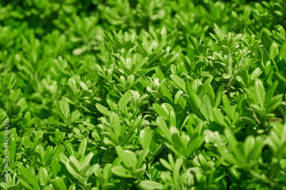 Summer nature texture background. Close-up of green grass. Summer nature texture background. Close-up of green grass.