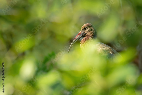 Hadada ibis (Bostrychia hagedash), with a beautiful dark coloured background. A colourful waterbird with large beak sitting on the tree near the water. Wildlife scene from nature, Fuerteventura, Spain photo