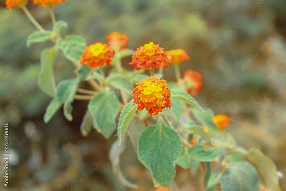 flor02 flor02