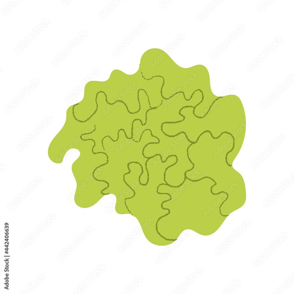 Lettuce. Flat hand drawn textured illustration of garden leafy salad head. Lettuce. Flat hand drawn textured illustration of garden leafy salad head.