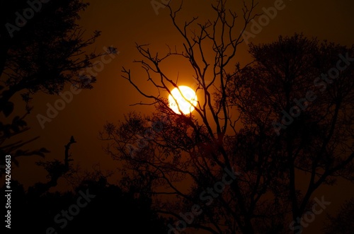 sunset in the woods