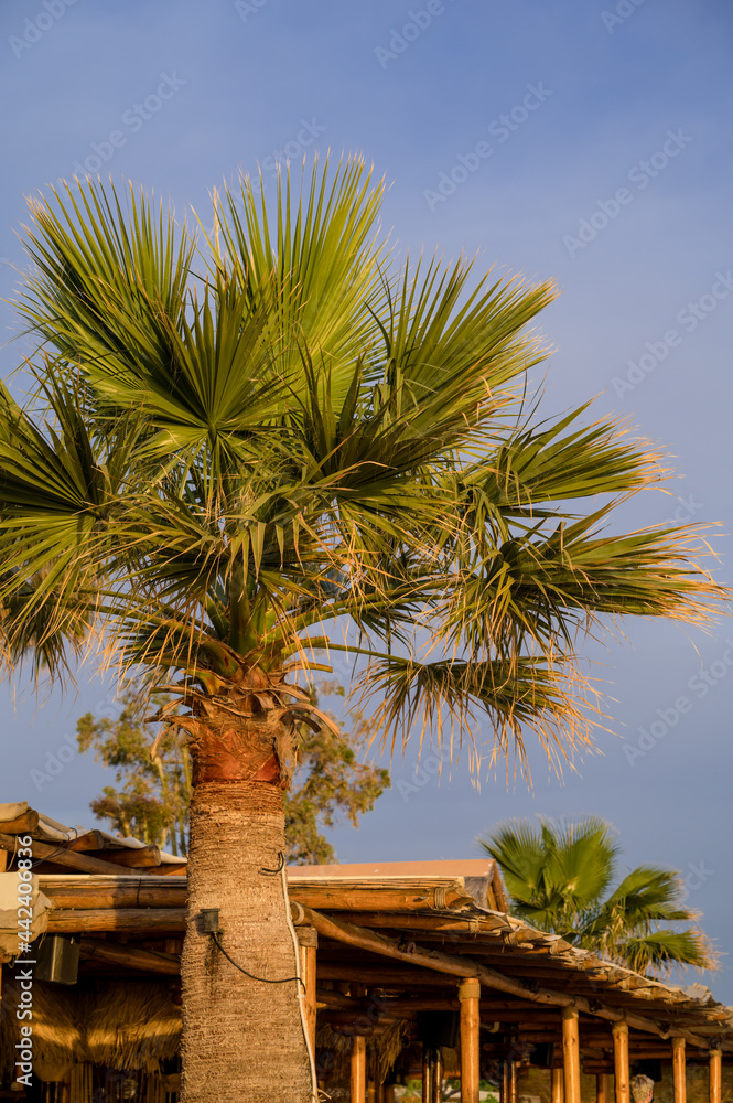 Palm tree with blue cloudy sunset sky on background. Nature background. Athens, Greece.