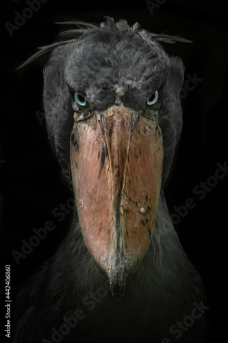 Fotografering Shoebill (Balaeniceps rex), with a beautiful dark coloured background