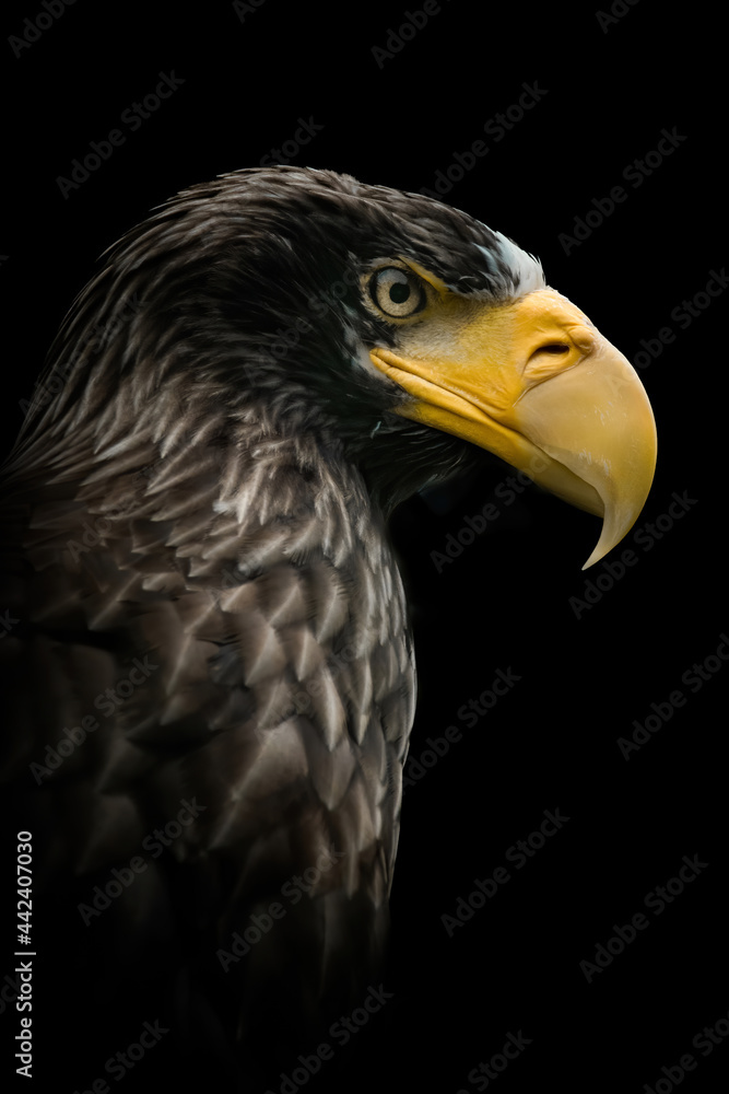 Steller's sea eagle (Haliaeetus pelagicus), with a beautiful dark coloured background. A colourful bird of prey with a yellow beak sitting in the dark. Wildlife scene from nature, Japan Steller's sea eagle (Haliaeetus pelagicus), with a beautiful dark coloured background. A colourful bird of prey with a yellow beak sitting in the dark. Wildlife scene from nature, Japan