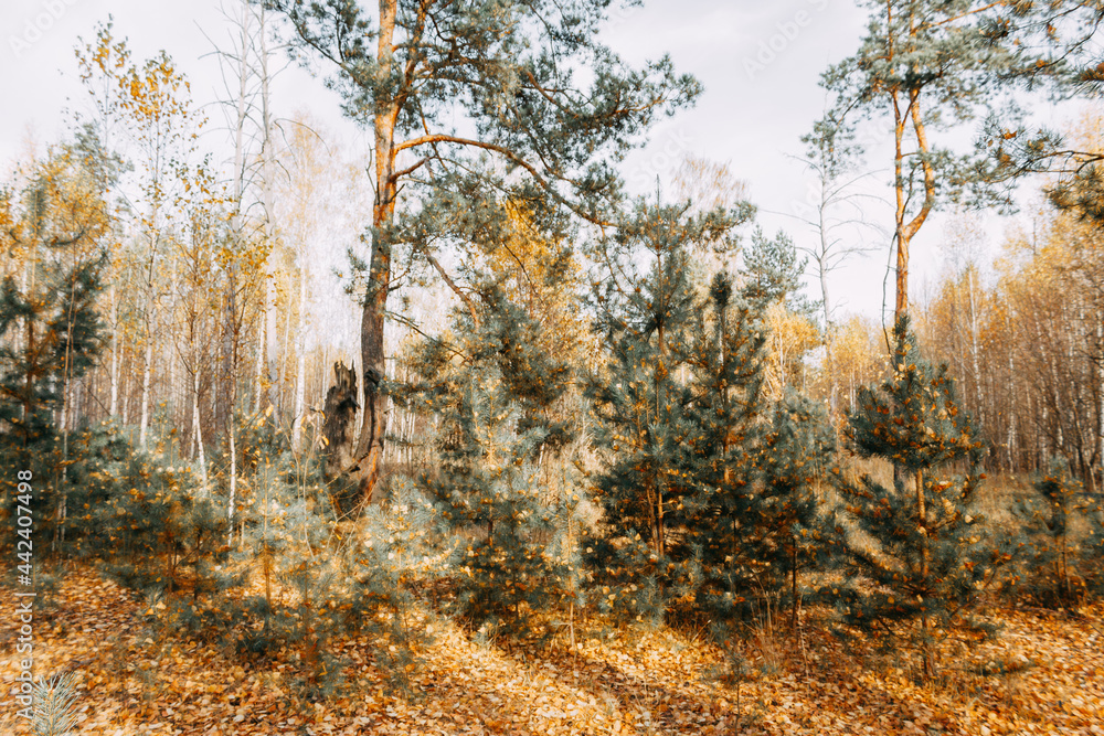 Obraz premium Autumn mixed forest in the rays of the sun. Pines, birches, firs in yellow falling leaves. Autumn landscape