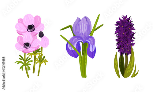 Spring Flowers on Green Stem as Seasonal Botany Growing Vector Set