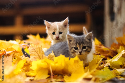 Fototapeta Naklejka Na Ścianę i Meble -  white and gray kitten in autumn leaves