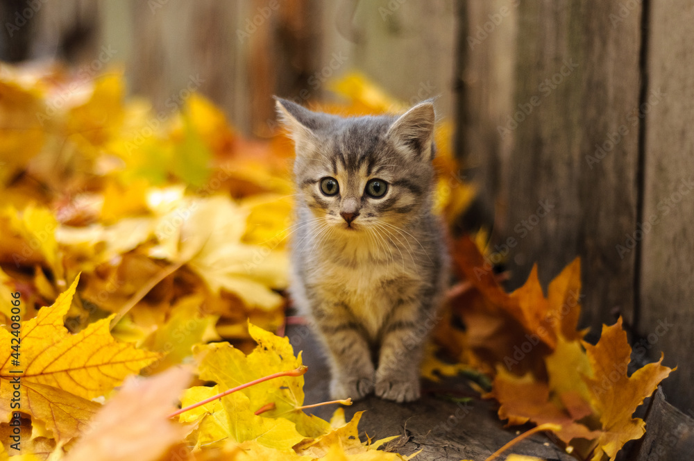 gray kitten in autumn leaves