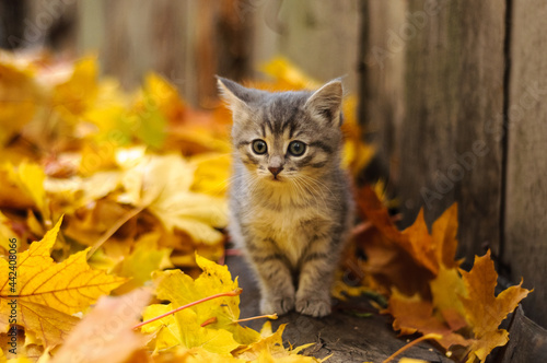 gray kitten in autumn leaves