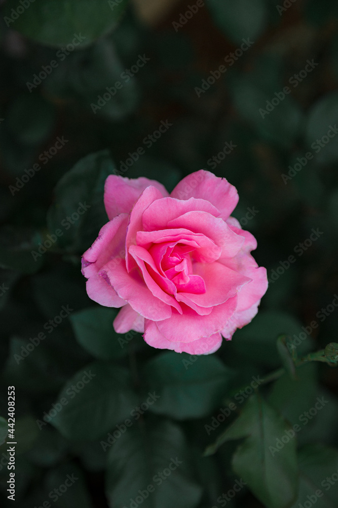 Pink rose in garden spring and summer with green leaves in background