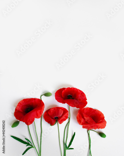 Red poppies on a white background. Postcard in the style of minimalism, place for text, close-up