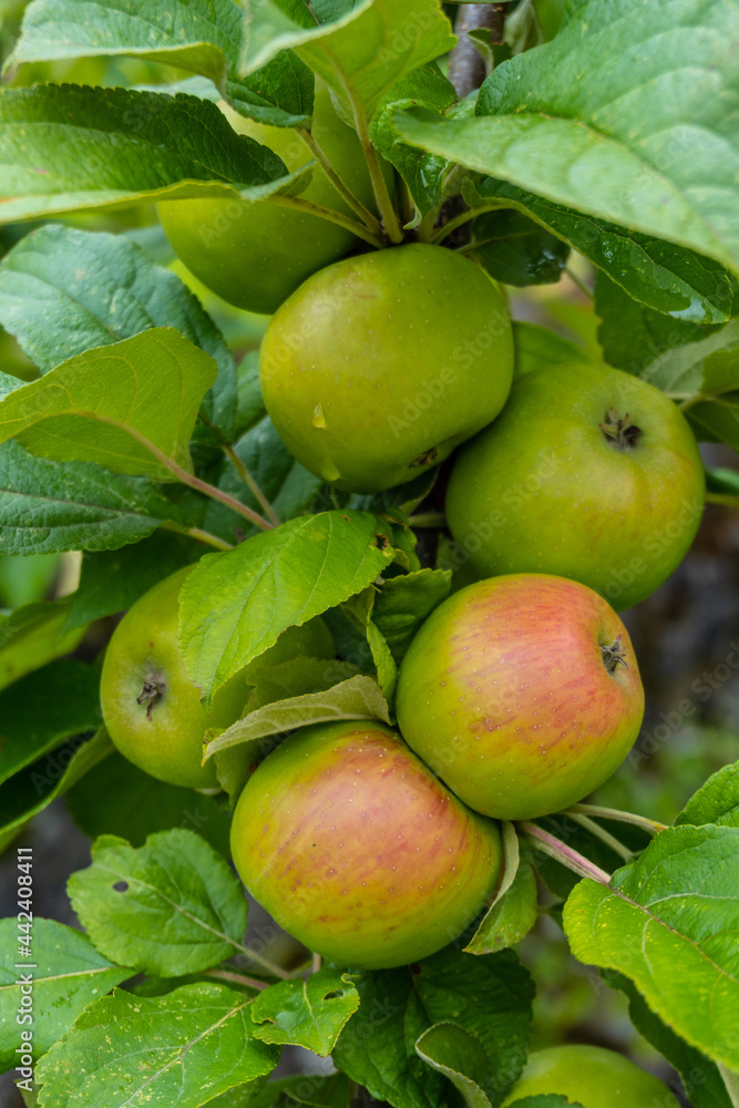 Green apples on the tree, apple grown for making cider, a typical drink of the Basque Country, Gipuzkoa. Basque Country Green apples on the tree, apple grown for making cider, a typical drink of the Basque Country, Gipuzkoa. Basque Country