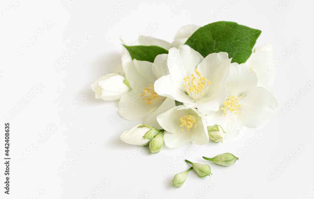 Fototapeta premium White Fresh Jasmine flowers on white background.