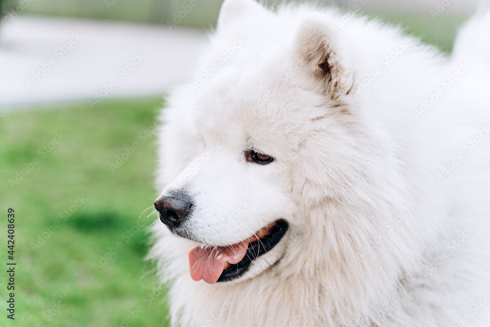 Fototapeta premium Beautiful, fluffy, purebred dog on a background of the city. Beautiful, white dog