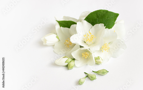 White Fresh Jasmine flowers on white background.