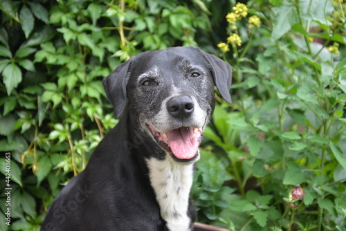 Schwarzer Hund sitzt im Gr  nen und l  chelt in die Kamera