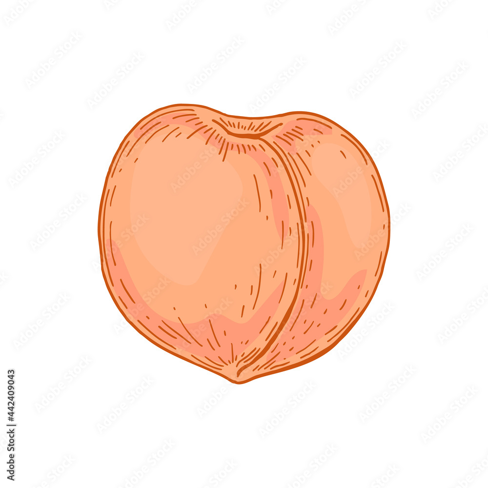 Hand drawn peach isolated on white background. Vector illustration in sketch style. Design element for package, label, poster, print, menu Hand drawn peach isolated on white background. Vector illustration in sketch style. Design element for package, label, poster, print, menu