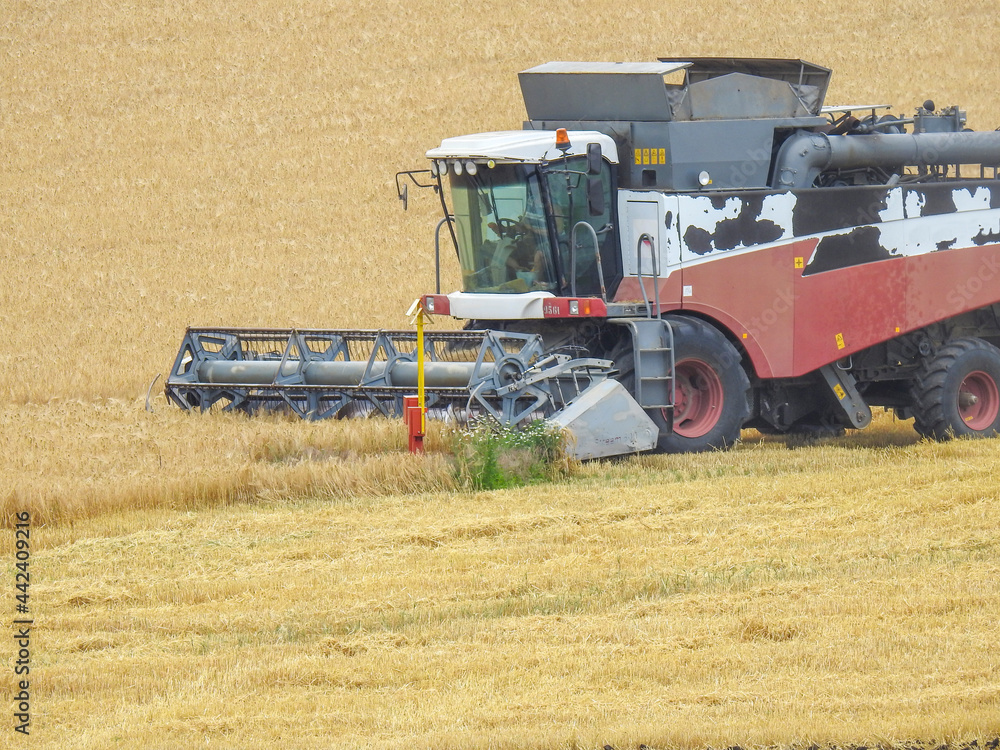 Fototapeta premium combine harvester working on a field