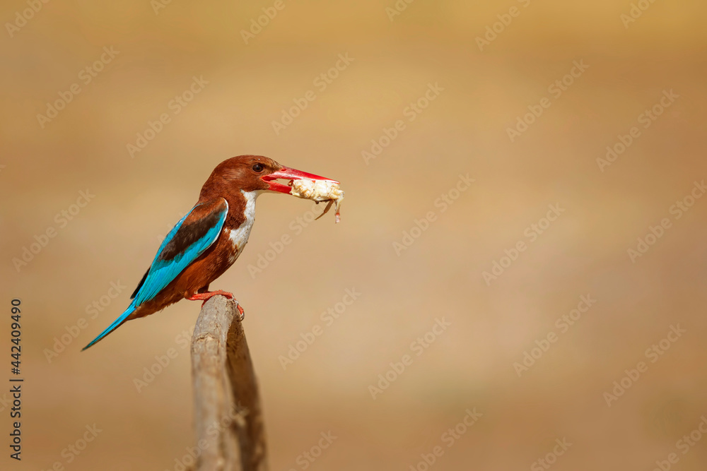 Obraz premium Colorful bird. Yellow nature background. White throated Kingfisher. 