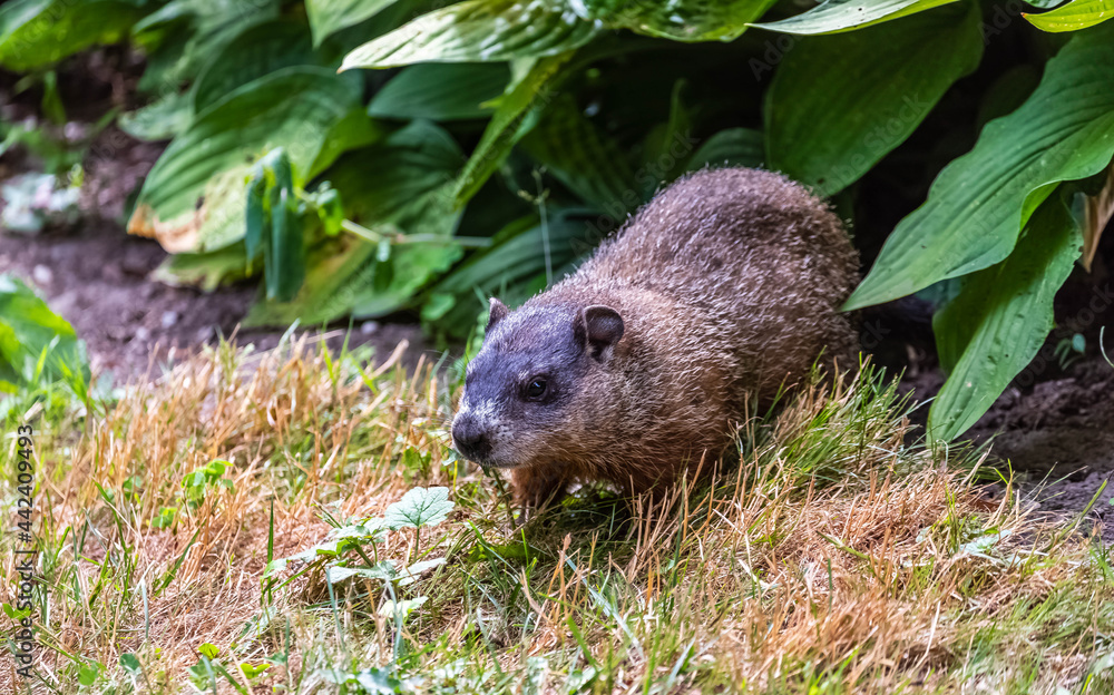 A groundhog looking to see what is going on at Edwards Garden. A groundhog looking to see what is going on at Edwards Garden.