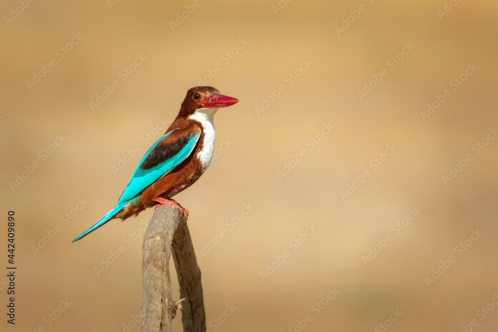 White throated Kingfisher. Yellow nature background. White throated Kingfisher. Yellow nature background.