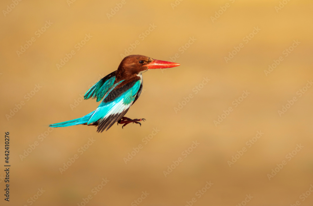 Fototapeta premium White throated Kingfisher. Yellow nature background. 