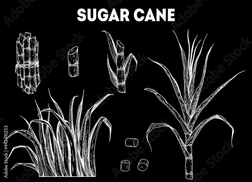Sugar cane tree hand drawn sketch. Sugarcane plant vector illustration. Vintage design template. Can used for package design.