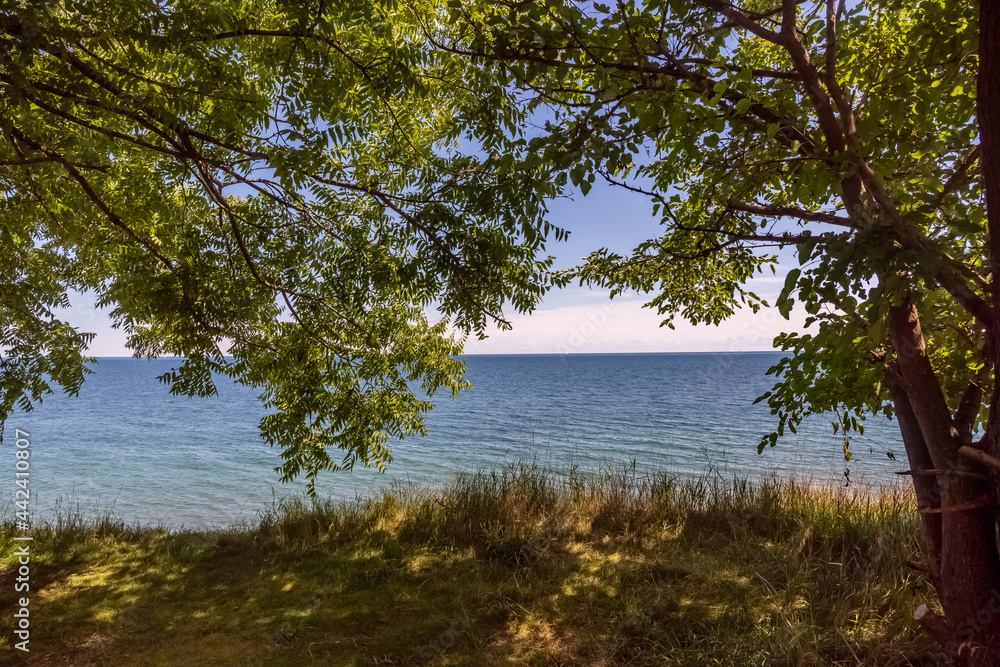tree at Port Union Waterfront Park Toronto tree at Port Union Waterfront Park Toronto