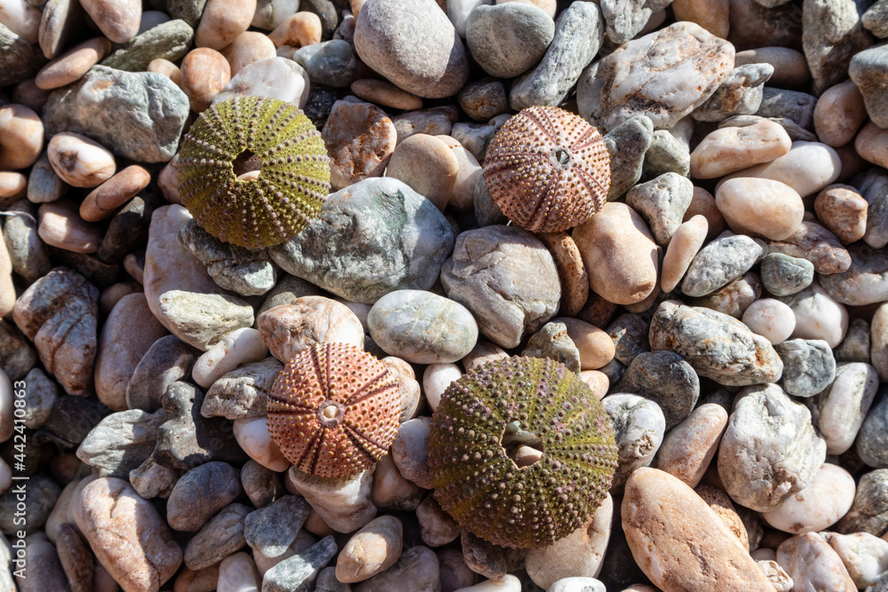 Colorful sea urchin shells (skeletons) close-up on pebble stone beach on Aegean sea in Greece. Spiny, globular animals, echinoderms round hard shells. Top view Colorful sea urchin shells (skeletons) close-up on pebble stone beach on Aegean sea in Greece. Spiny, globular animals, echinoderms round hard shells. Top view