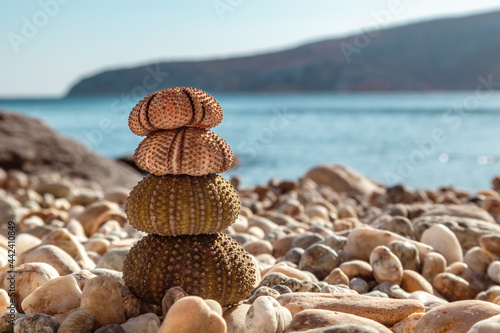 Fototapeta Naklejka Na Ścianę i Meble -  Colorful sea urchin shells (skeletons) close-up on pebble stone beach on Aegean sea in Greece. Spiny, globular animals, echinoderms round hard shells