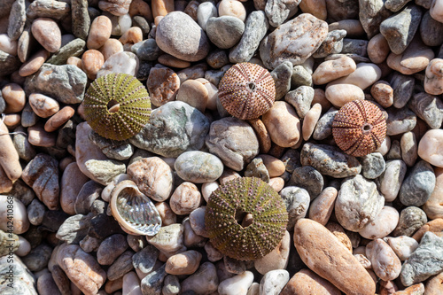 Colorful sea urchin shells (skeletons) close-up on pebble stone beach on Mediterranean sea in Greece. Spiny, globular animals, echinoderms round hard shells. Top view