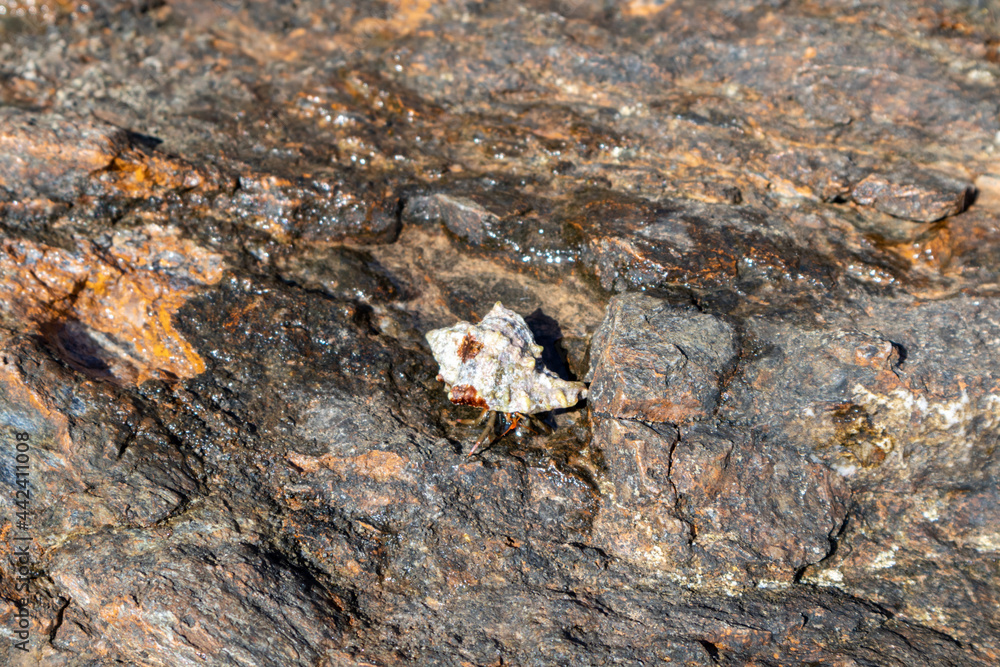 Hermit crab crawl hiding in mollusc hard shell close-up on rock surface under Mediterranean summer sun on sea shore. Marine wild life Hermit crab crawl hiding in mollusc hard shell close-up on rock surface under Mediterranean summer sun on sea shore. Marine wild life
