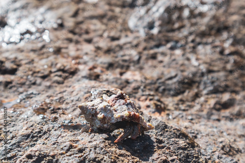 Hermit crab hidden in mollusc hard shell close-up on rock textured surface under Mediterranean summer sun on sea shore. Marine wild life