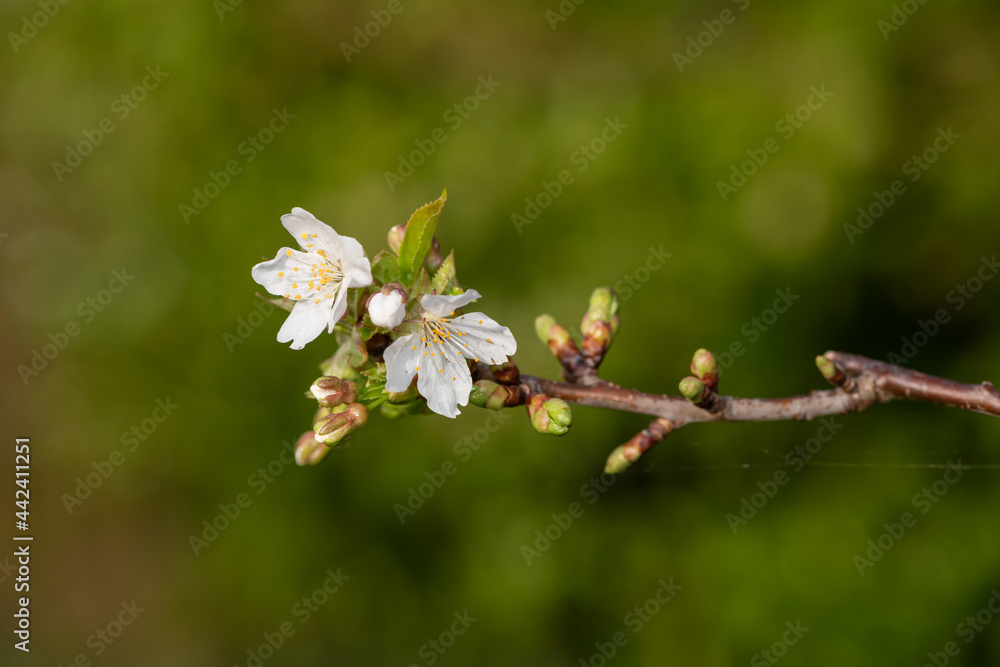 Close up of a branch of white cherry blossom Close up of a branch of white cherry blossom