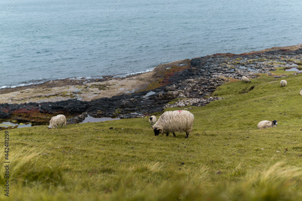 Fototapeta premium Schafherde am Meer in Schottland